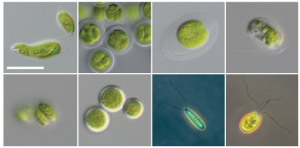Some of the microscopic green algae associated with salamander eggs.