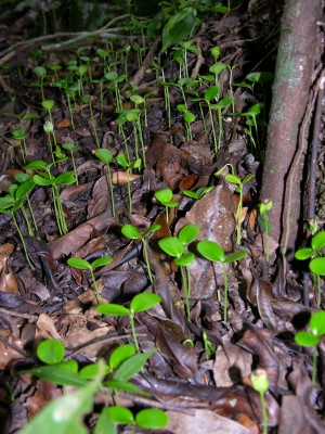 A dense patch of Pleradenophora longicuspis seedlings in Belize