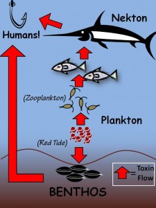 Toxic Algae Food Web