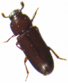 Jessica_Tribolium