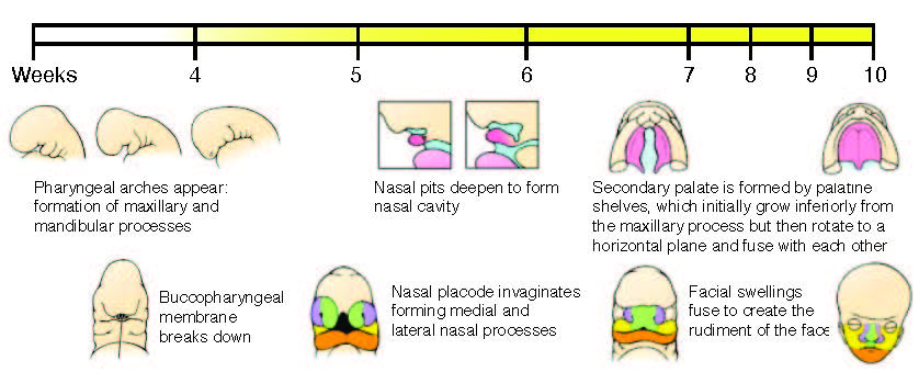 face_development